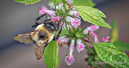 Upside Down Bee_P1180497.jpg - Photographed at Smiths Falls, Ontario, Canada.